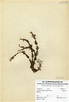 藏品(反捲葉石松)的圖片